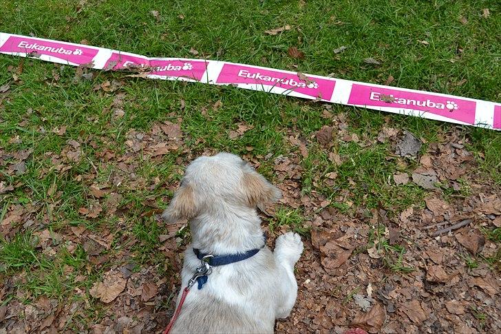 Shih tzu Bamse - En hyggelig tur på bakken hvor bamse simpelthen skulle se på alle de skønne chihuahuaer der var i ringen:)  billede 16