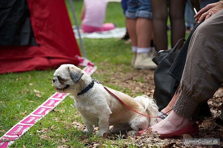 Shih tzu Bamse - Dette billede er taget af en herinde fra MMJ med chihuahuaerne..  billede 17