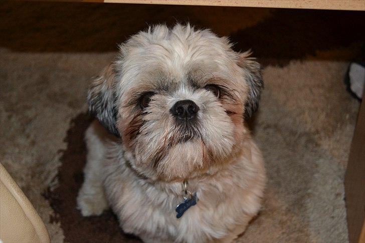 Shih tzu Bamse - Se mig er jeg ikke sød:) billede 18