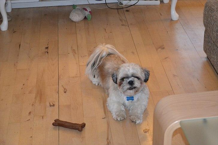 Shih tzu Bamse - gumle gumle, på dejlig kødben billede 19