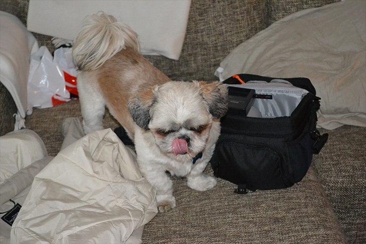 Shih tzu Bamse - mums:) billede 20