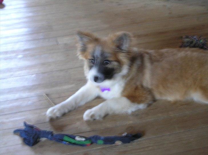 Islandsk fårehund Alma - hun er sååååå sød <3 billede 8