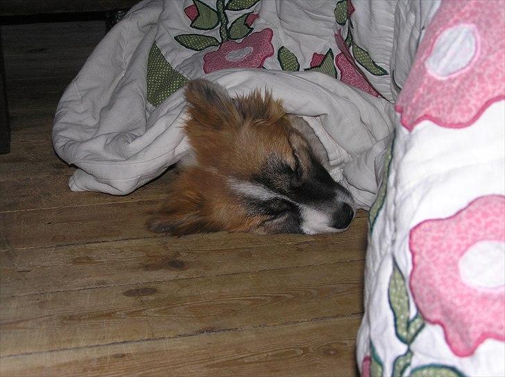 Islandsk fårehund Alma - jeg sover :D <3 billede 9