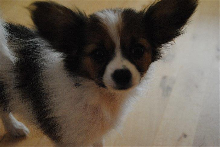 Papillon Amy billede 2