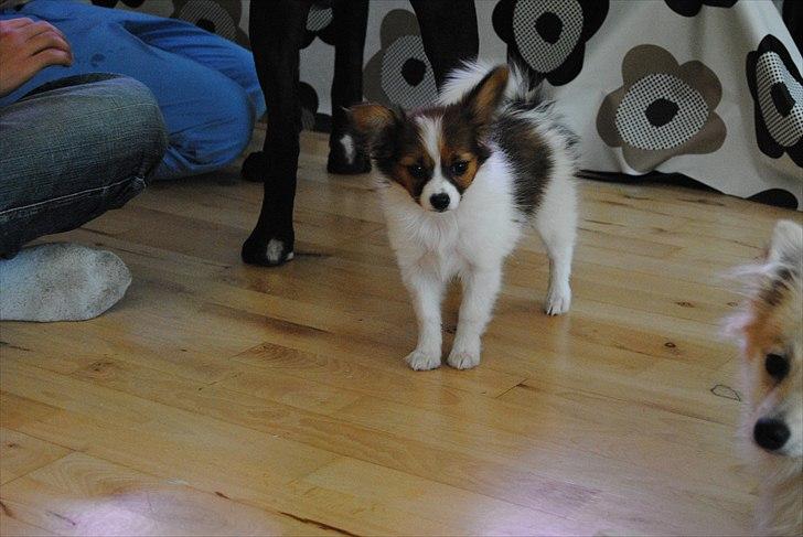 Papillon Amy billede 3