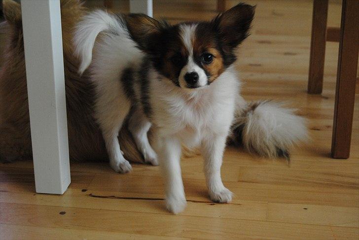 Papillon Amy billede 5