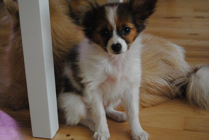 Papillon Amy billede 7