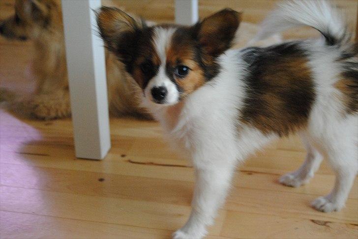 Papillon Amy billede 8