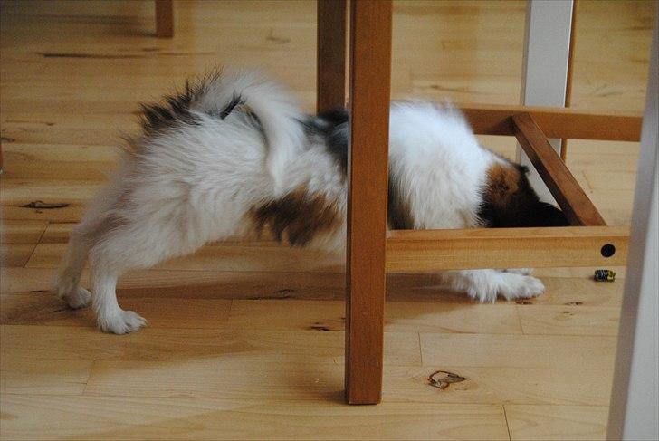 Papillon Amy billede 9