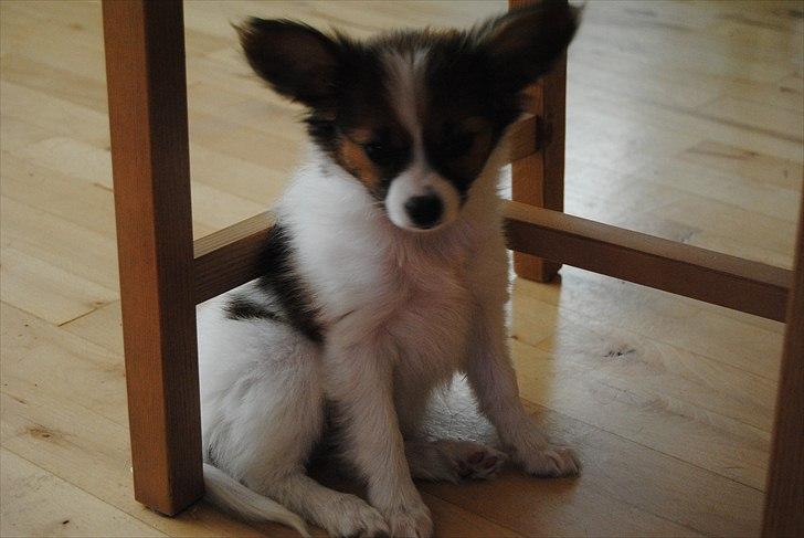 Papillon Amy billede 12