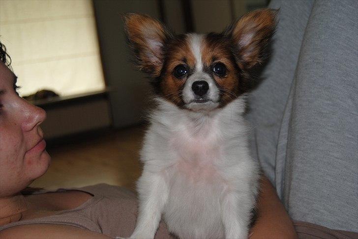 Papillon Amy billede 14