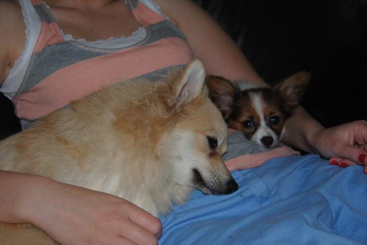 Papillon Amy billede 18