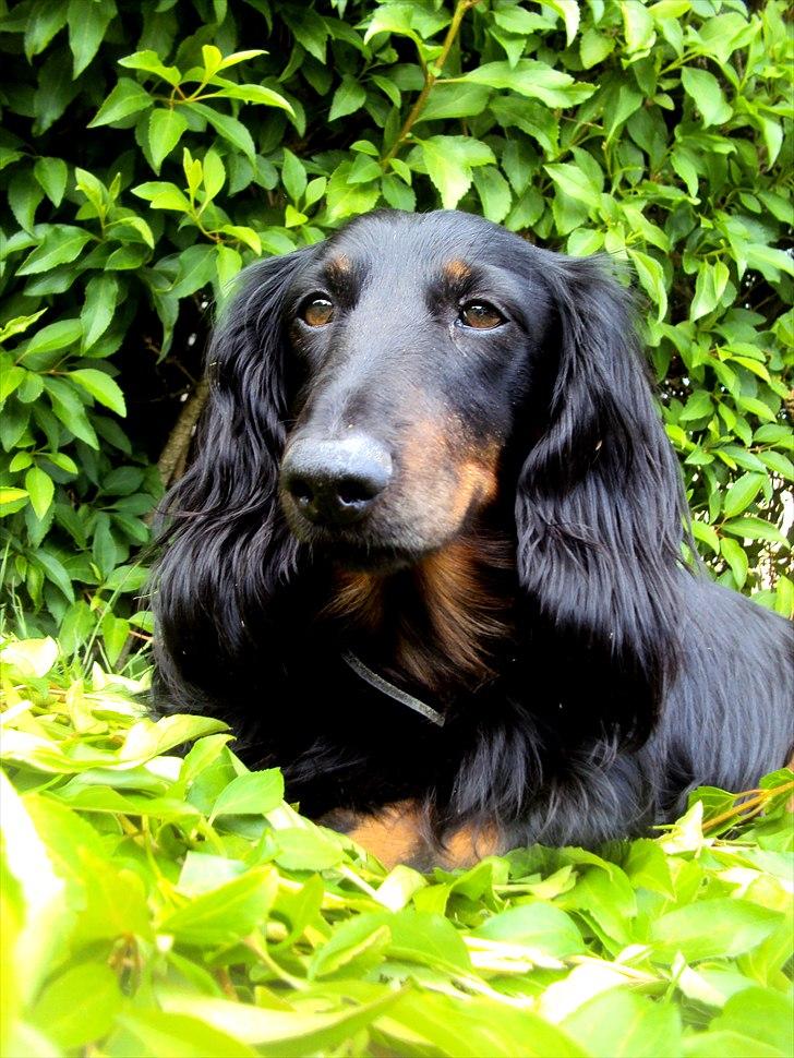 Gravhund Sigurd - Velkommen til min bedste vens profil. 8,5 år fik jeg med Sigurd. Jeg har så mange, dejlige, minder med ham, og han betyder stadig alt for mig. Jeg vil aldrig få en hund som ham igen. Jeg savner ham helt ubeskriveligt meget og vil altid mangle ham.  billede 1