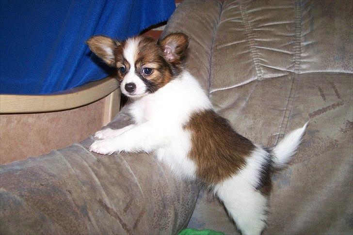Papillon Amy - 8 uger gammel :) billede 19