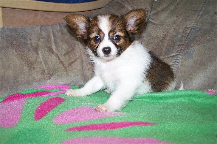 Papillon Amy - 8 uger gammel :) billede 20