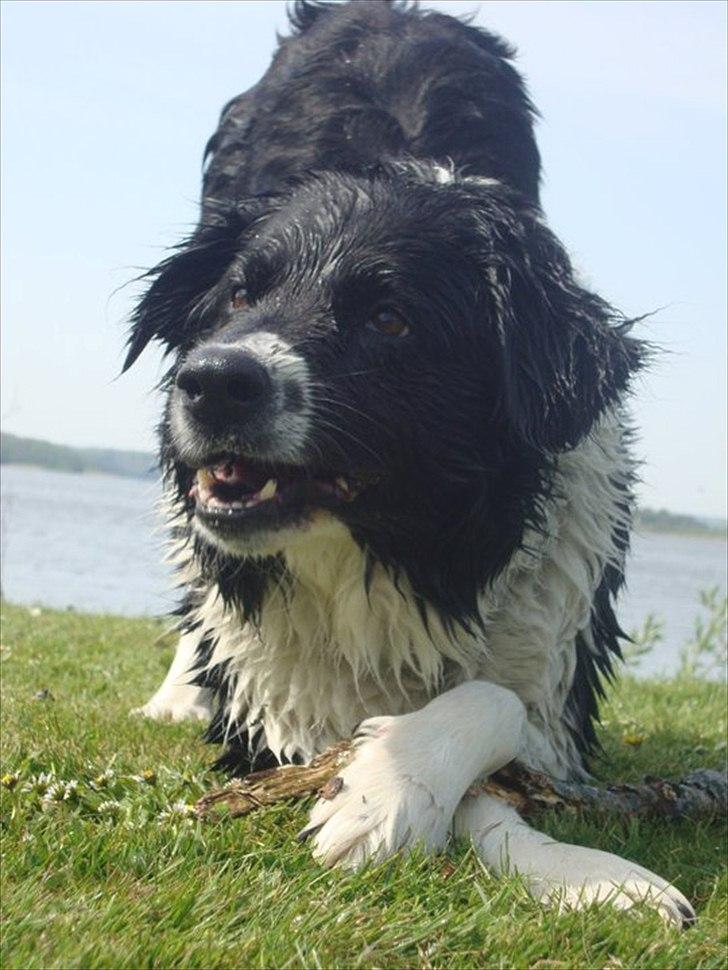 Border collie Vila - R.I.P billede 20