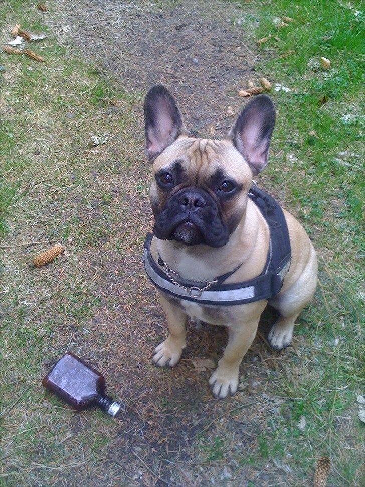 Fransk bulldog Sylvester billede 1