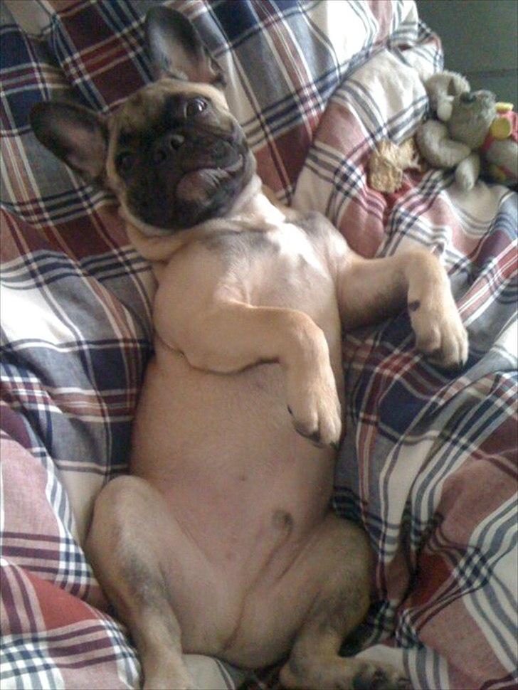 Fransk bulldog Sylvester billede 14