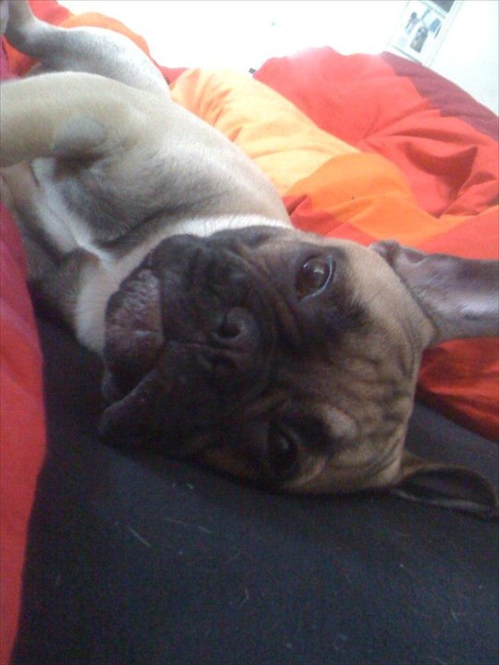 Fransk bulldog Sylvester billede 5