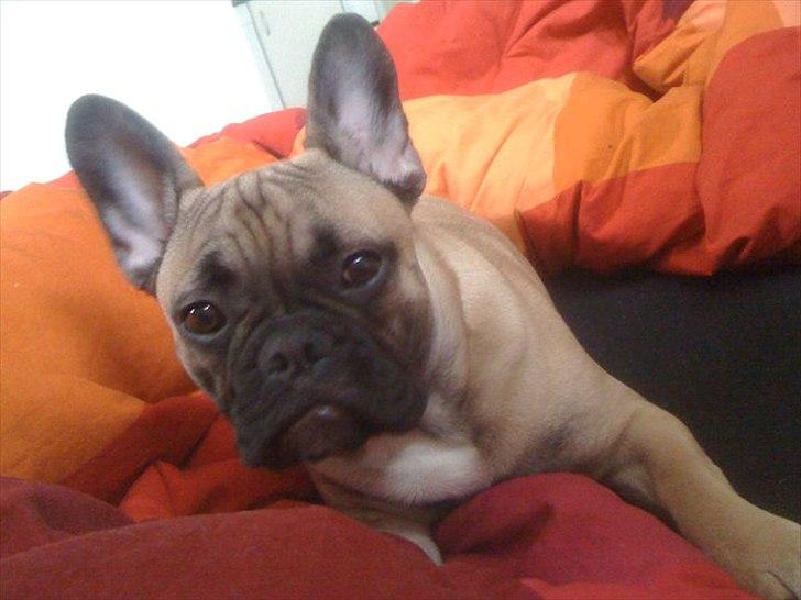 Fransk bulldog Sylvester billede 6