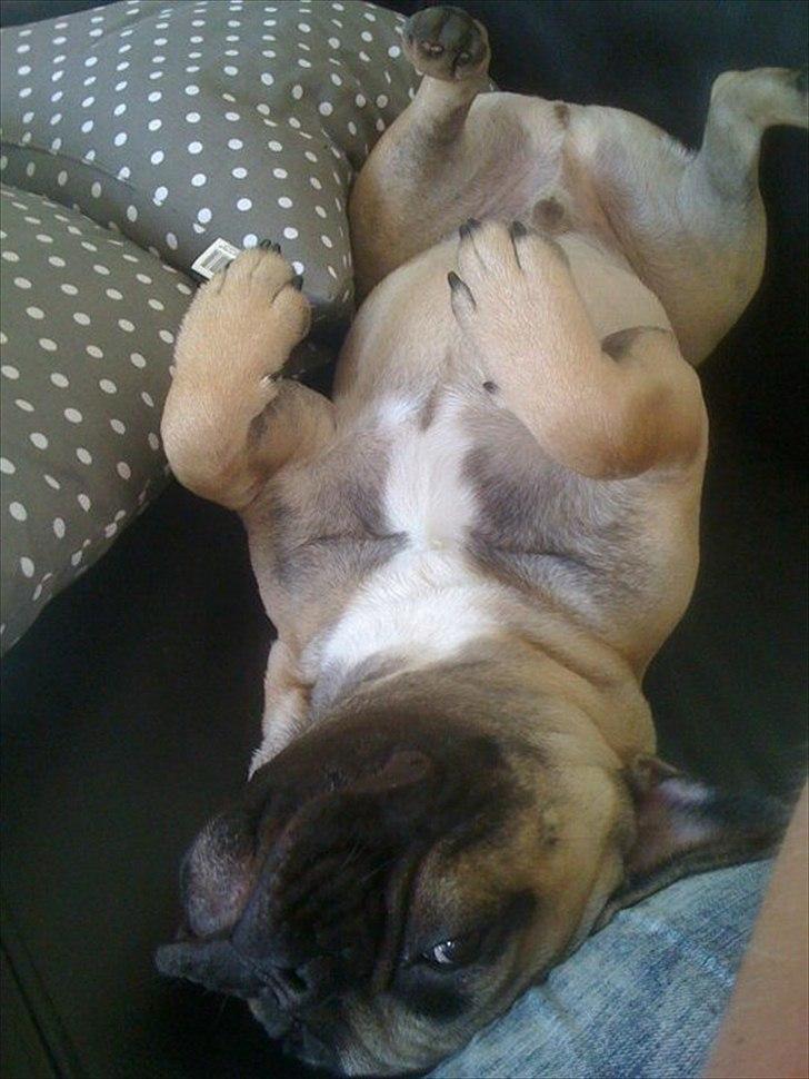 Fransk bulldog Sylvester billede 7