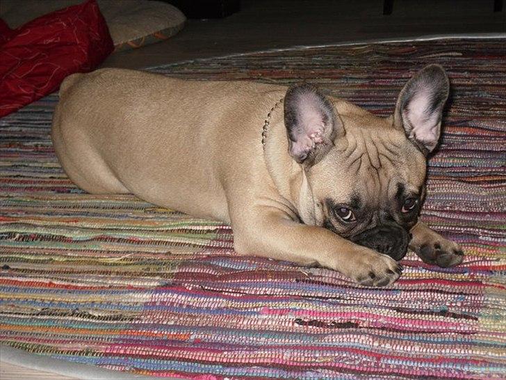 Fransk bulldog Sylvester billede 8