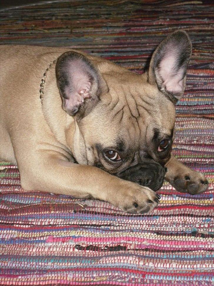 Fransk bulldog Sylvester billede 9