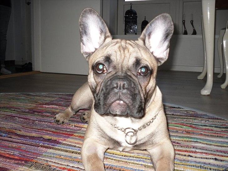 Fransk bulldog Sylvester billede 10