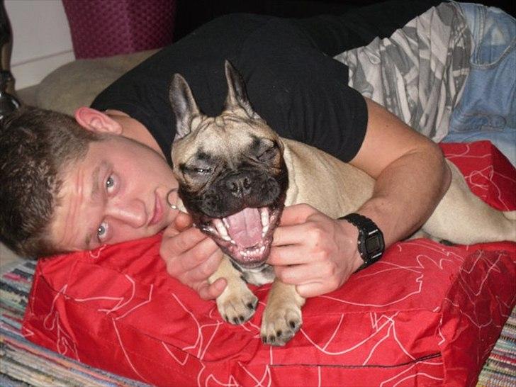 Fransk bulldog Sylvester billede 11