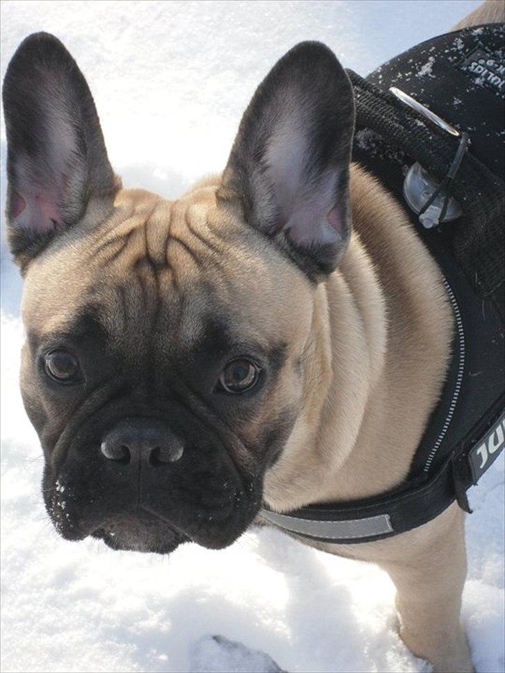 Fransk bulldog Sylvester billede 12