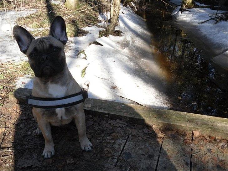 Fransk bulldog Sylvester billede 13