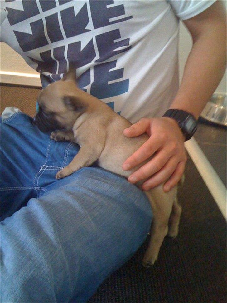 Fransk bulldog Sylvester billede 2