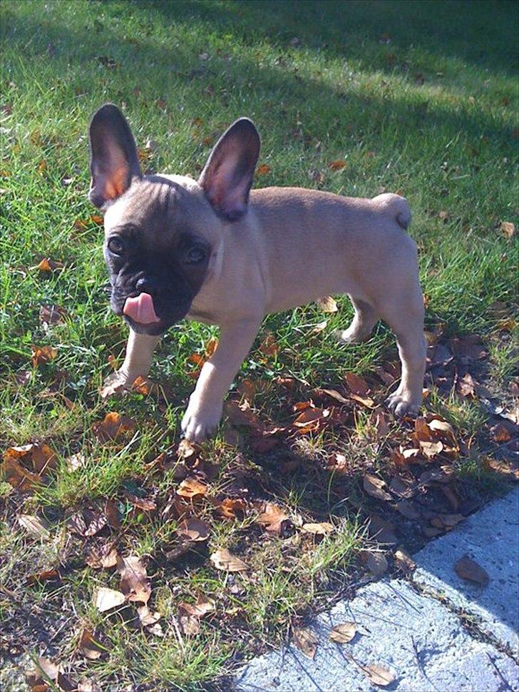 Fransk bulldog Sylvester billede 4