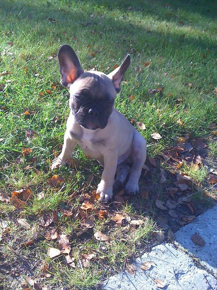 Fransk bulldog Sylvester billede 3