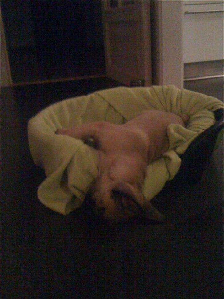 Fransk bulldog Sylvester billede 15