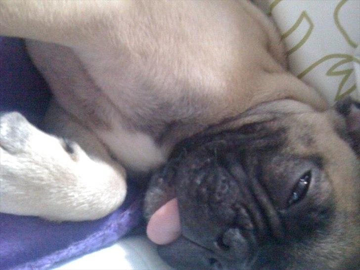 Fransk bulldog Sylvester billede 16