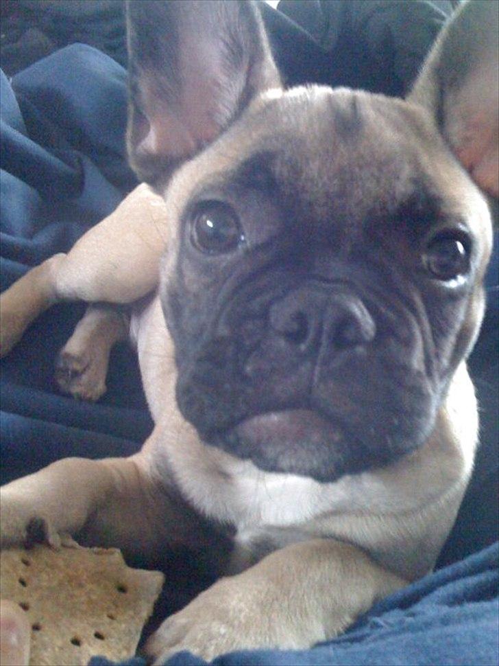 Fransk bulldog Sylvester billede 17