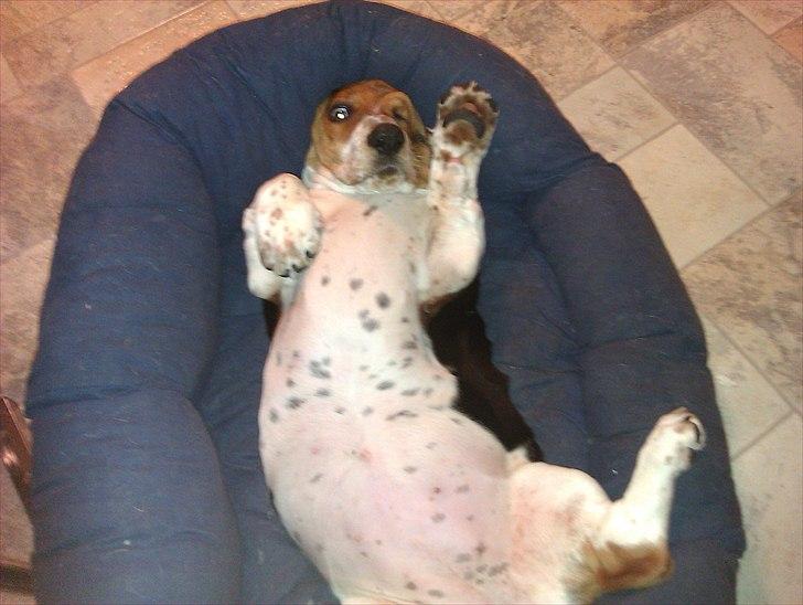 Basset hound Berta billede 7