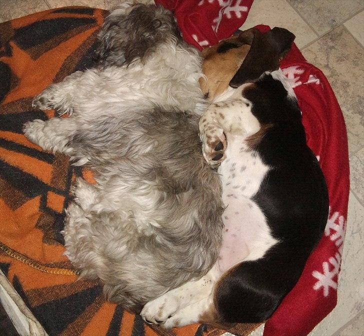 Basset hound Berta billede 8