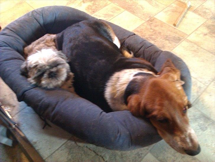 Basset hound Berta billede 9