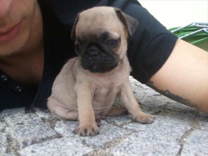 Mops Perzie - 8 uger. billede 2