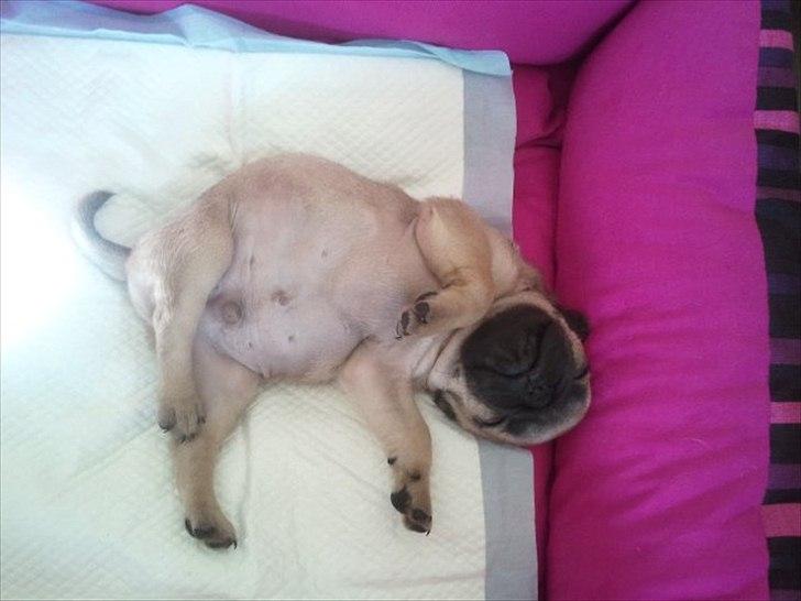 Mops Perzie - tyksak <3
8 uger. billede 4