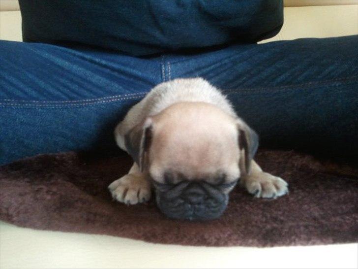 Mops Perzie - 8 uger. billede 7