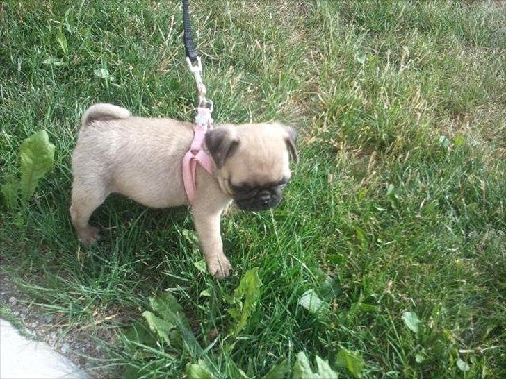 Mops Perzie - 8 uger. billede 8