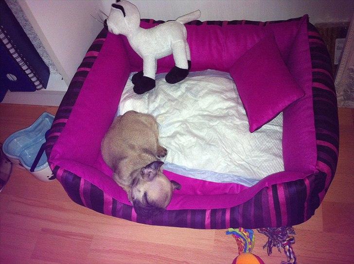 Mops Perzie - 8 uger. billede 10