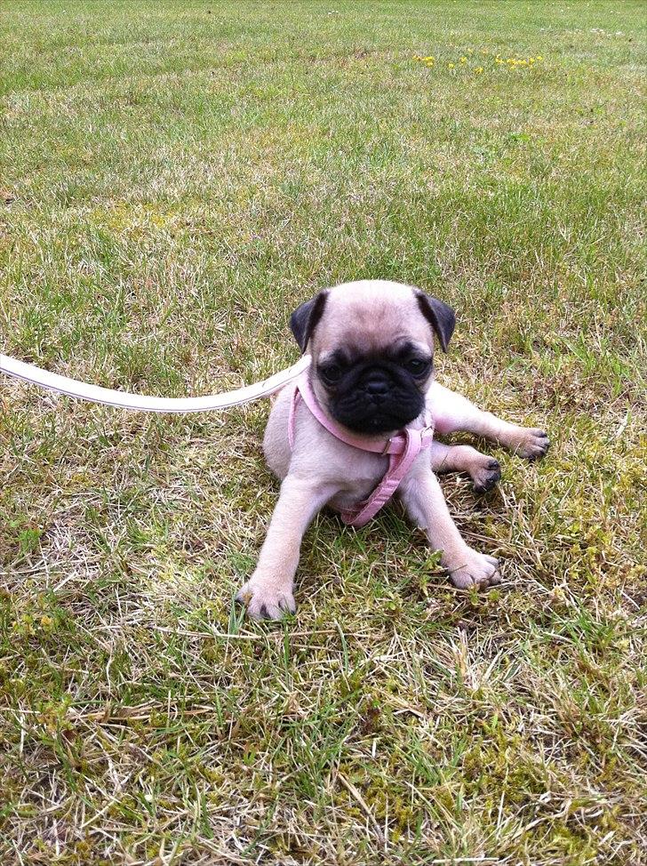 Mops Perzie - 8 uger. billede 11