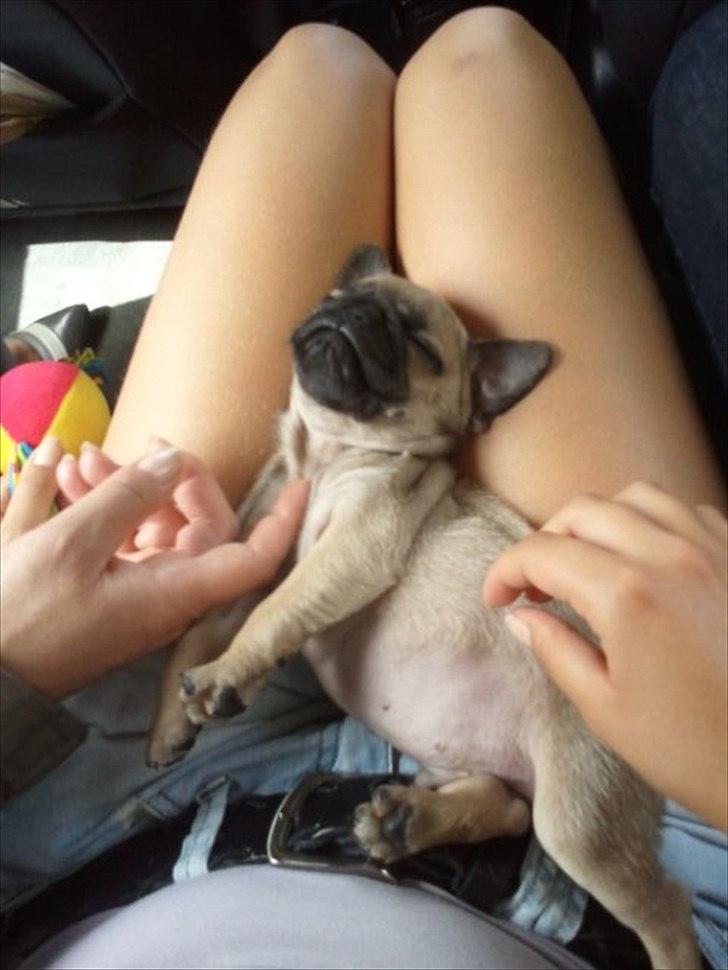 Mops Perzie - 8 uger. billede 12