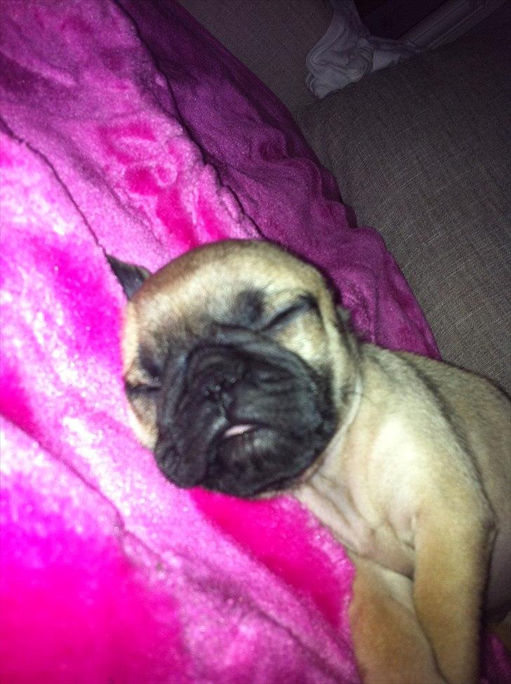 Mops Perzie - 8 uger. billede 15