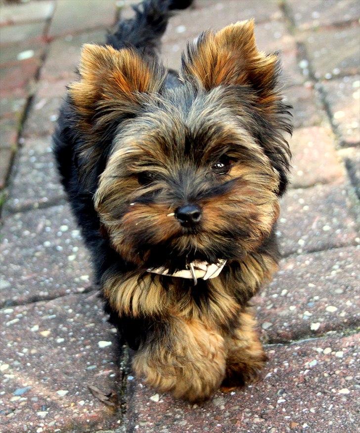 Yorkshire terrier Freja billede 1