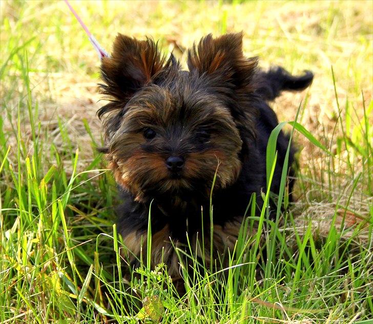 Yorkshire terrier Freja billede 2